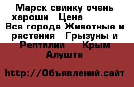 Марск свинку очень хароши › Цена ­ 2 000 - Все города Животные и растения » Грызуны и Рептилии   . Крым,Алушта